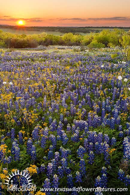 The sun sets over a beautiful field of wildflowers a the end of a perfect day in the Texas Hill Country. 4/12/2010